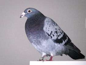 Homing pigeon