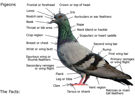Parts of pigeon